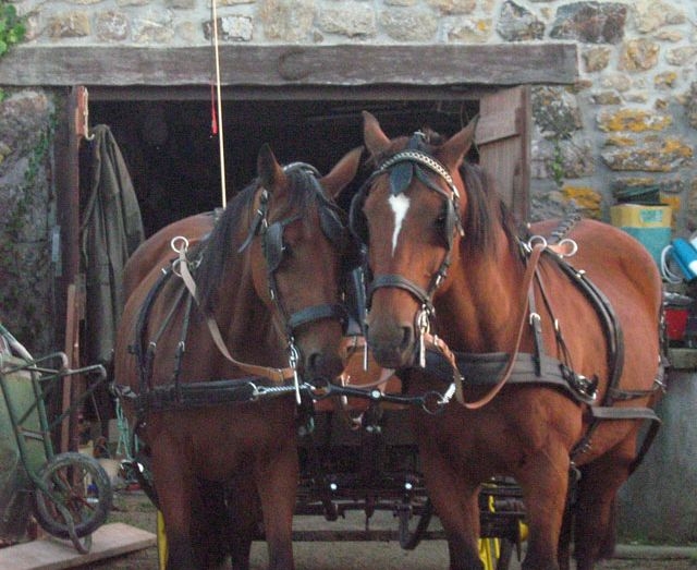  Los caballos 